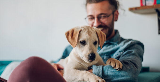 assurance animaux