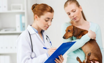 soins vétérinaires animal